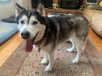 Rescue Alaskan Malamute Dogs for Adoption in Omaha, Nebraska - Archie | PetCurious