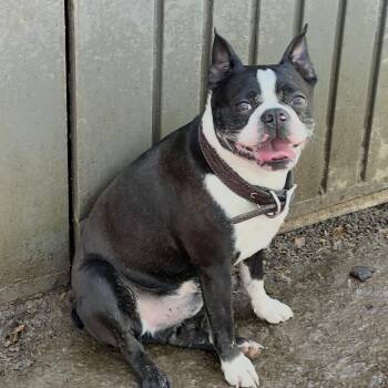 Boston Terrier Dogs Available for Adoption - Jax  | PetCurious