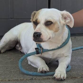 Margie -  Terrier Dog for Adoption in Oakland, California - Margie | PetCurious