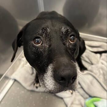 Rescue Labrador Retriever Dogs for Adoption in Biltmore Forest, North Carolina - Serena | PetCurious