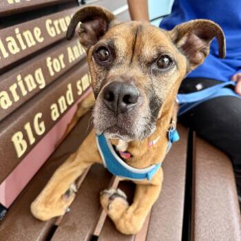 Minot -  Hound Dog for Adoption in Fort Lauderdale, Florida - Minot | PetCurious