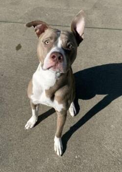 Pit Bull Terrier and Mixed Breed Dogs Available for Adoption in Westland, Michigan - Fritz | PetCurious