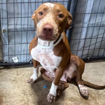 Claudia -  Pit Bull Terrier Dog for Adoption in Birmingham, Alabama - Claudia | PetCurious