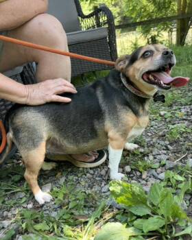 Zuni *Adopt or Foster* -  Beagle Dog for Adoption in Fairfax, Virginia - Zuni *Adopt Or Foster* | PetCurious