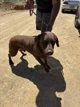 Labrador Retriever Dogs Available for Adoption in San Diego, California - Smokey | PetCurious