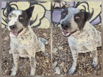 Australian Kelpie and Mixed Breed Dogs Available for Adoption in Albuquerque, New Mexico - LION | PetCurious