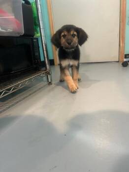 German Shepherd Dog and Labrador Retriever Dogs Available for Adoption - LS2 Mabel | PetCurious