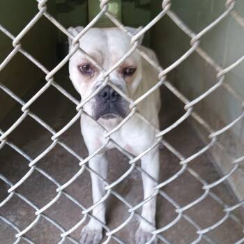 Flash -  Mixed Breed and English Bulldog Dog for Adoption in Valley, Alabama - Flash | PetCurious