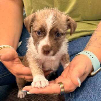Hunt -  Border Collie and Shih Tzu Dog for Adoption in Boerne, Texas - Hunt | PetCurious