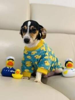 COPPER -  Beagle Dog for Adoption in Miami, Florida - COPPER | PetCurious