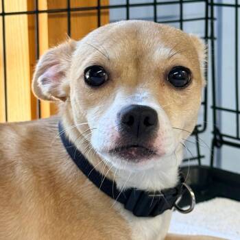Chihuahua Dogs Available for Adoption in Redwood Valley, California - Mary | PetCurious