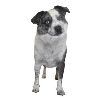 Buddie -  Australian Cattle Dog Blue Heeler Dog for Adoption in Springfield, Ohio - Buddie | PetCurious