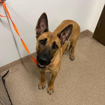 Bell -  German Shepherd Dog Dog for Adoption in League City, Texas - Bell | PetCurious