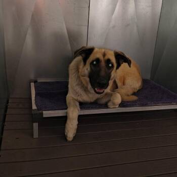 German Shepherd Dog and Mixed Breed Dogs Available for Adoption - Cujo | PetCurious