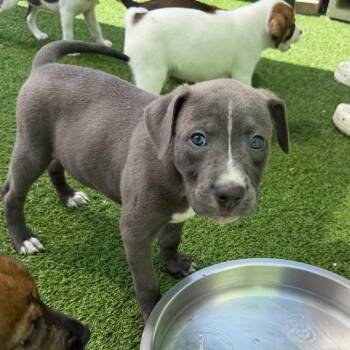 Tank 1280 -  Mixed Breed Dog for Adoption in Loxahatchee Groves, Florida - Tank 1280 | PetCurious