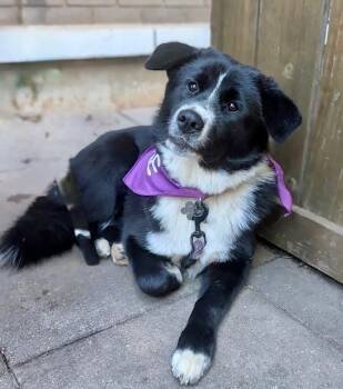Australian Shepherd Dogs Available for Adoption - Jinx | PetCurious