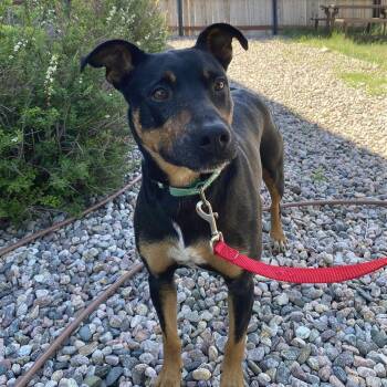 Currant -  Mixed Breed Dog for Adoption in Cheyenne, Wyoming - Currant | PetCurious