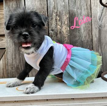 Lola #plush-toy-litter -  Jack Russell Terrier and Chihuahua Dog for Adoption in Houston, Texas - Lola #plush-toy-litter | PetCurious
