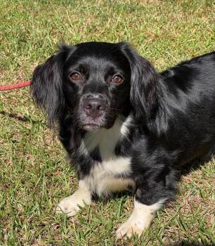 Cannoli (low rider) -  Mixed Breed Dog for Adoption in Sumter, South Carolina - Cannoli (low Rider) | PetCurious