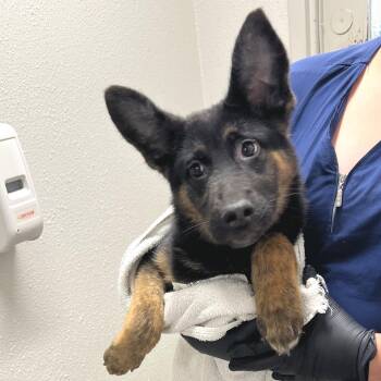 Mixed Breed Dogs Available for Adoption in Las Cruces, New Mexico - Truffle | PetCurious