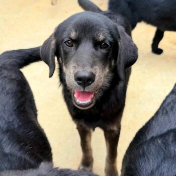 Prarie Dawn -  Mixed Breed Dog for Adoption in Parrish, Alabama - Prarie Dawn | PetCurious