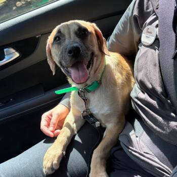Plushie -  Mixed Breed Dog for Adoption in Greensboro, North Carolina - Plushie | PetCurious