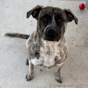 Mixed Breed Dogs Available for Adoption - Ada | PetCurious