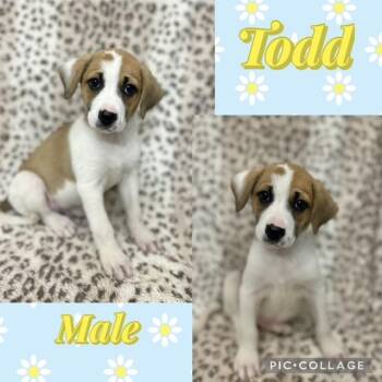 Jack Russell Terrier Dogs Available for Adoption in Manchester, Connecticut - Todd | PetCurious