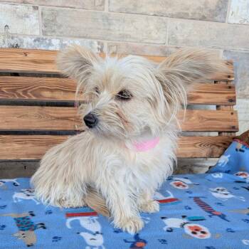 Mary Grace -  Yorkshire Terrier and Maltese Dog for Adoption in Chico, California - Mary Grace | PetCurious