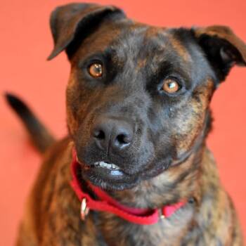 Bodhi -  Terrier Dog for Adoption in Jupiter, Florida - Bodhi | PetCurious