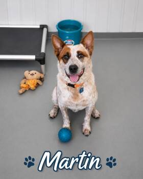 Martin -  Australian Cattle Dog Blue Heeler Dog for Adoption in Momence, Illinois - Martin | PetCurious