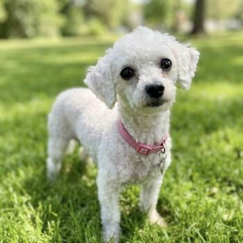 Pandora -  Miniature Poodle Dog for Adoption in Las Vegas, Nevada - Pandora | PetCurious