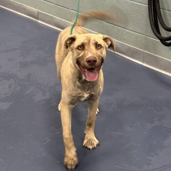 Fourteen -  Mixed Breed Dog for Adoption in Greensboro, North Carolina - Fourteen | PetCurious