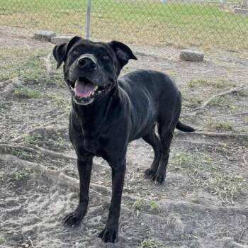 Rescue Labrador Retriever and Mixed Breed Dogs for Adoption in Conroe, Texas - DELILAH | PetCurious