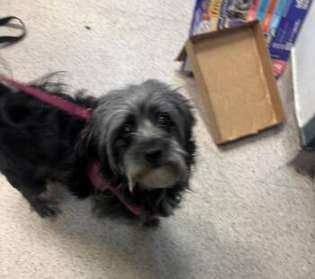 Mixed Breed Dogs Available for Adoption - Bella Jewels | PetCurious