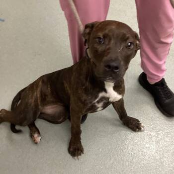 Rescue Terrier Dogs for Adoption in Abilene, Texas - Brixy | PetCurious