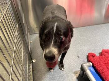GAIA -  Labrador Retriever and German Shepherd Dog Dog for Adoption in Dallas, Texas - GAIA | PetCurious