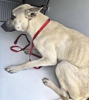 A660539 -  Black Mouth Cur and Belgian Shepherd Malinois Dog for Adoption in Houston, Texas - A660539 | PetCurious