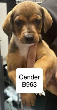 Shih Tzu and Terrier Dogs Available for Adoption in Morganton, North Carolina - Cender | PetCurious