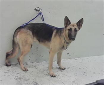 German Shepherd Dog and Mixed Breed Dogs Available for Adoption in Houston, Texas - A2070166 | PetCurious