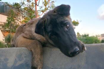 Rescue Belgian Shepherd Malinois Dogs for Adoption in Newport Beach, California - Funfetti | PetCurious