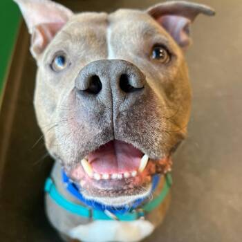 Mixed Breed Dogs Available for Adoption - Moogley | PetCurious