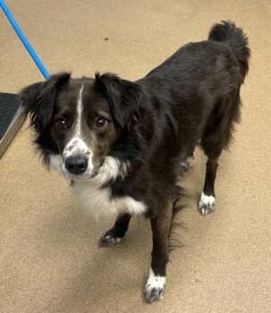 Fiat - ADOPTED -  Mixed Breed Dog for Adoption in Chamblee, Georgia - Fiat - ADOPTED | PetCurious