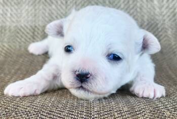 Shichon Dogs Available for Sale - Wayne  | PetCurious