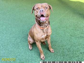 MEATLOAF -  Mixed Breed Dog for Adoption in West Palm Beach, Florida - MEATLOAF | PetCurious
