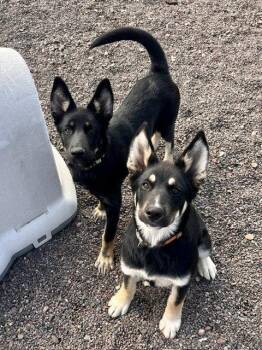 Calamity Jane -  German Shepherd Dog Dog for Adoption in Webster, Wisconsin - Calamity Jane | PetCurious