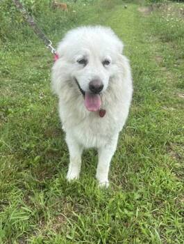 Sugar Honey -  Great Pyrenees Dog for Adoption in Berwick, Pennsylvania - Sugar Honey | PetCurious