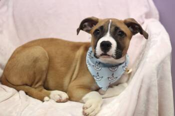 Double X in NH. Come Meet our Adoptable Dogs Wednesday-Saturday. -  Boxer Dog for Adoption in Manchester, New Hampshire - Double X In NH. Come Meet Our Adoptable Dogs Wednesday-Saturday. | PetCurious