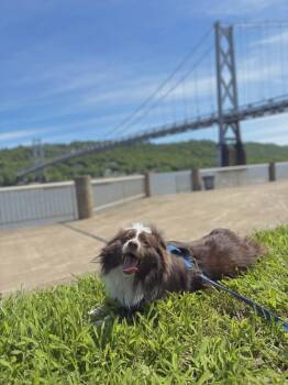 Collie Dogs Available for Adoption in Germantown, Ohio - Sprocket | PetCurious