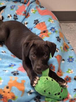 Labrador Retriever Dogs Available for Adoption in Greenville, Illinois - Joel | PetCurious